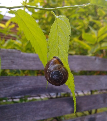 Звичайний німець(кий равлик). Ніщо його особливо не турбує