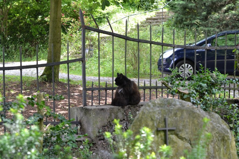 Чорний кіт на цвинтарі