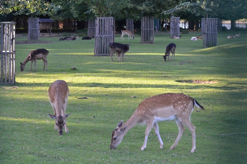 Оленята в парку Райнауе
