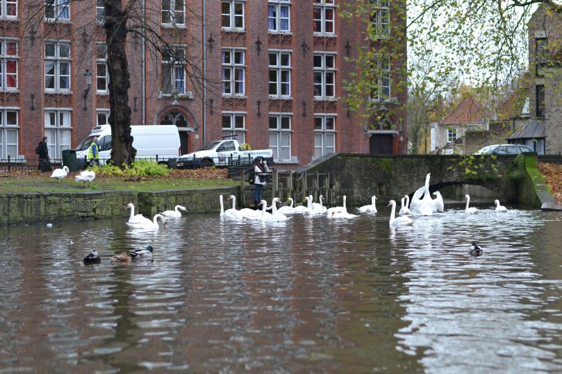 Лебеді у Брюґґе