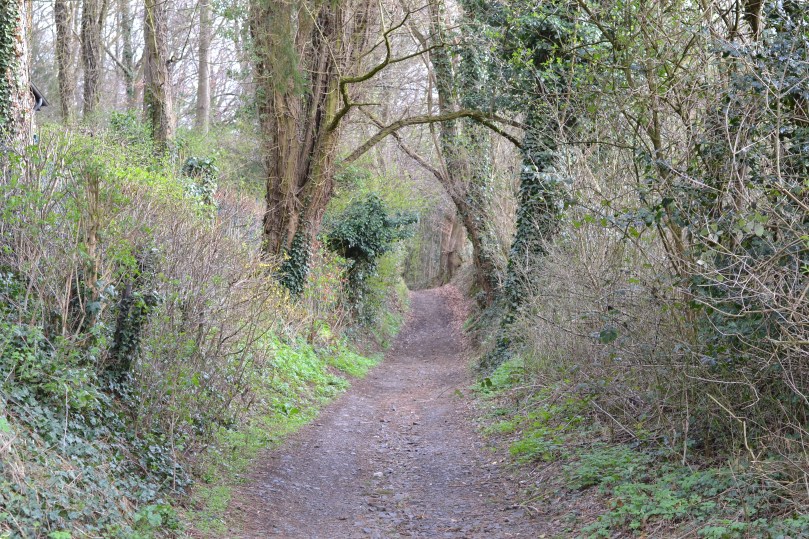 Ліс навколо Петерсбергу