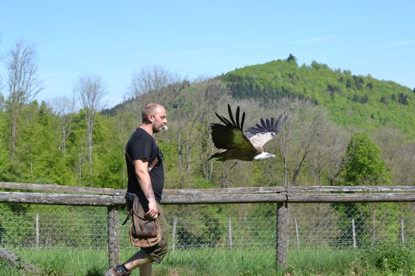 Наглядач і птах завершують шоу