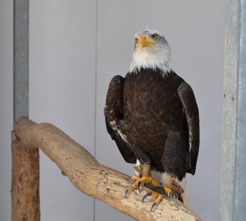 In land of Liberty of Thee I sing. Land where my fathers died, land of the pilgrims' pride. from every mountain side let Freedom ring!