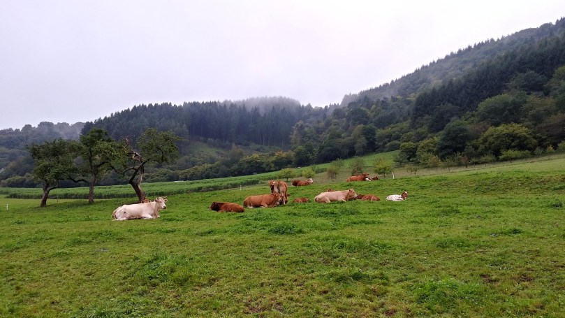 "А це звичайні німецькі корови..."