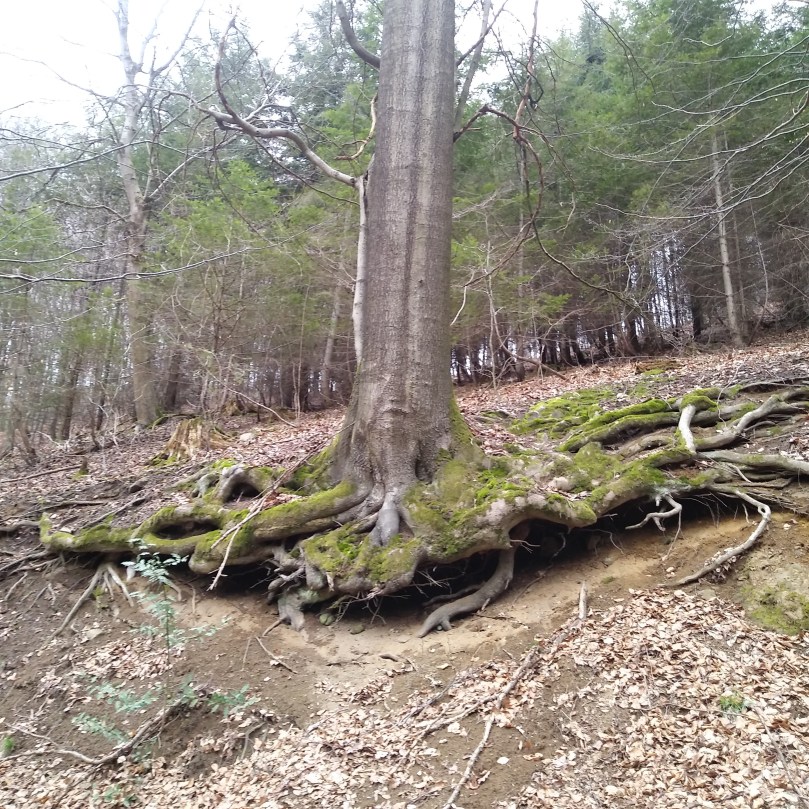 Господар лісу