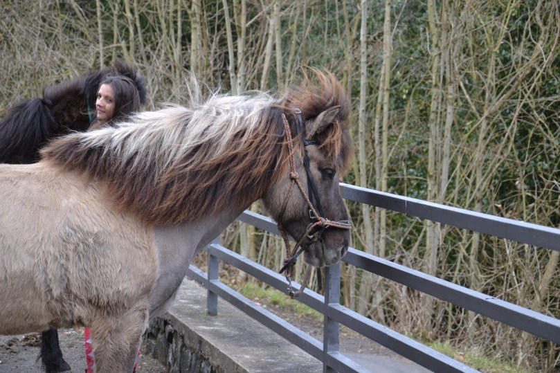 Припаркований коник