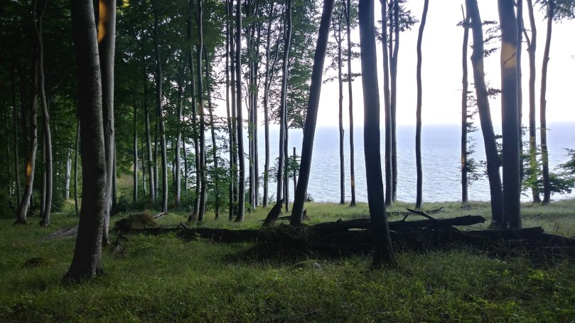 Букові ліси Рюгена