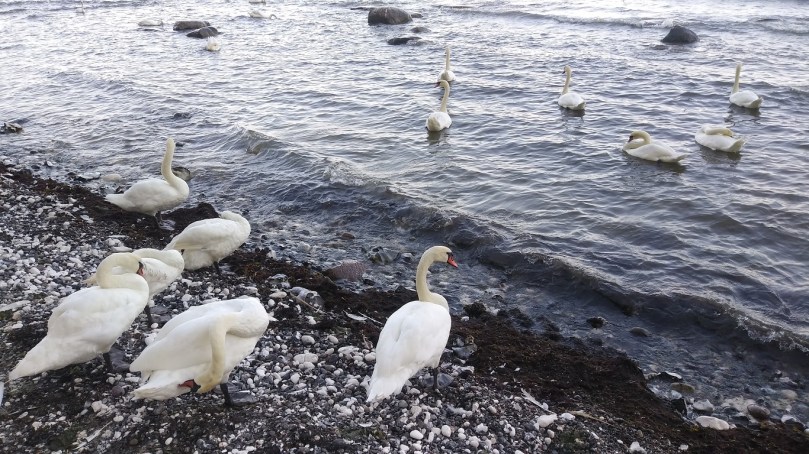 Лебеді релаксують і скубуть одне одного